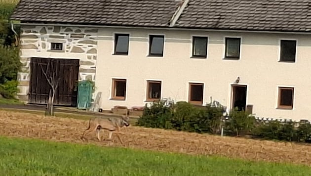 Der Wolf hatte sich auch in Reichenau im Mühlkreis einem Bauernhof genähert.