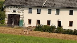 Der Wolf hatte sich auch in Reichenau im Mühlkreis einem Bauernhof genähert.