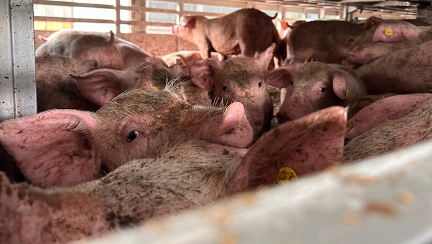 Tiere leiden unter den hohen Temperaturen in den Transportern. (Symbolbild)