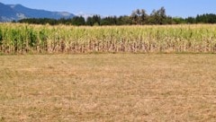 Ausgedorrtes Maisfeld im Walgau: Die Trockenheit hat Vorarlbergs Bauern hart getroffen.