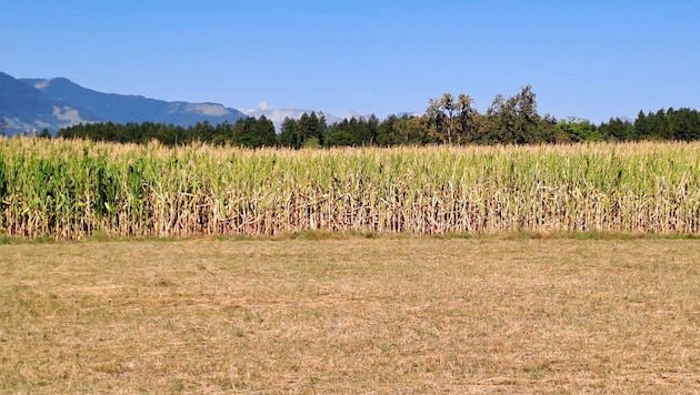 Ausgedorrtes Maisfeld im Walgau: Die Trockenheit hat Vorarlbergs Bauern hart getroffen.