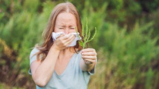 Ragweed kann Heuschnupfen, Bindehautentzündungen und chronisches Asthma auslösen.