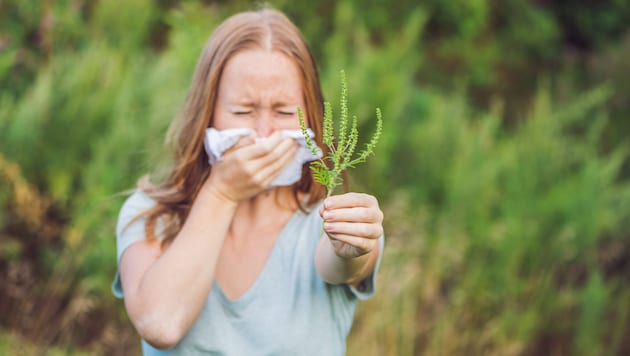 Ragweed kann Heuschnupfen, Bindehautentzündungen und chronisches Asthma auslösen.