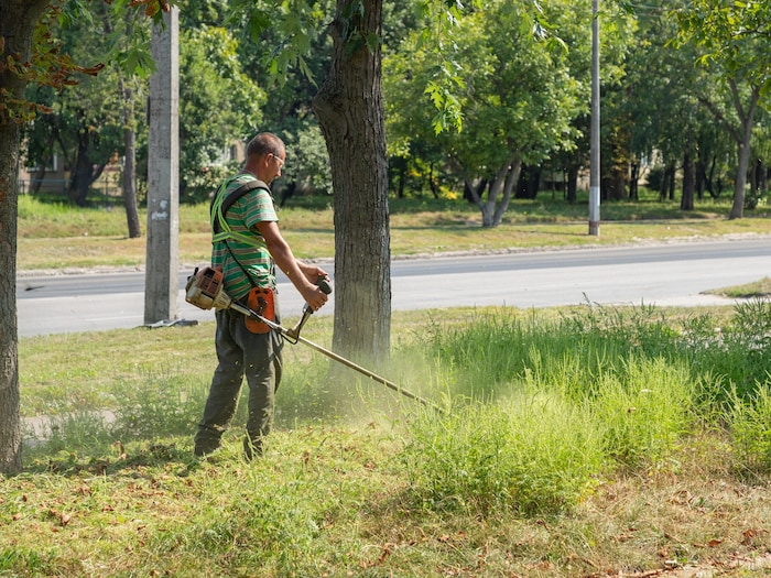 Oft findet man das Unkraut an Straßenrändern.