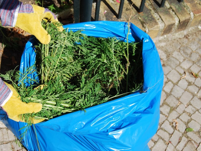 Das hochallergene Unkraut muss fachgerecht entsorgt werden. Am besten mit Handschuhen und ...