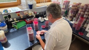 In der Linzer Uniklinik werden Schnelltests auf Legionellen ausgewertet.
