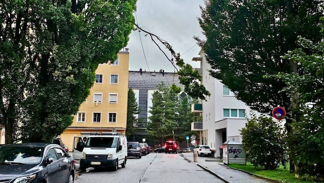 Mehrere Bäume stürzten um.