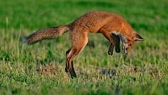 Der Rotfuchs, sowie vier Katzen wurden dem Mann abgenommen. (Symbolbild)