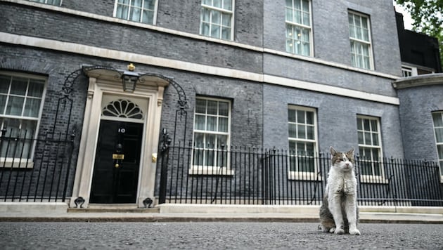 „Larry The Cat“ vor dem Haus des Premiers