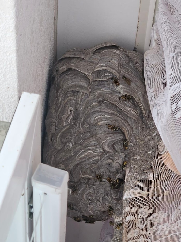 Ein Nest in diesem gigantischen Ausmaß hatten auch die erfahrenen Feuerwehrkräfte noch nicht ...