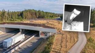 Autobahnen sind für Wildtiere unüberwindbar. Über Grünbrücken können sie sicher queren – auch ...