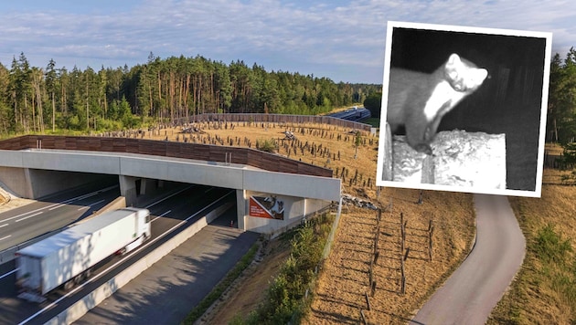 Autobahnen sind für Wildtiere unüberwindbar. Über Grünbrücken können sie sicher queren – auch ...
