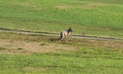 Auch dieser Wolf in Reichenau im Mühlkreis (OÖ) darf geschossen werden.