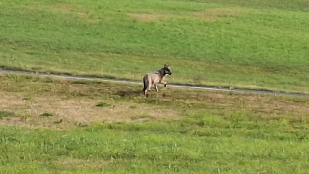 Auch dieser Wolf in Reichenau im Mühlkreis (OÖ) darf geschossen werden.