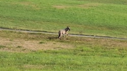 Auch dieser Wolf in Reichenau im Mühlkreis (OÖ) darf geschossen werden.