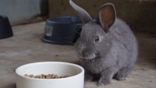 Im Villacher Tierheim warten einige junge Kaninchen auf ein neues Zuhause.