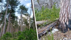 Die Erholung der Vegetation wird mehrere Jahrzehnte dauern. 