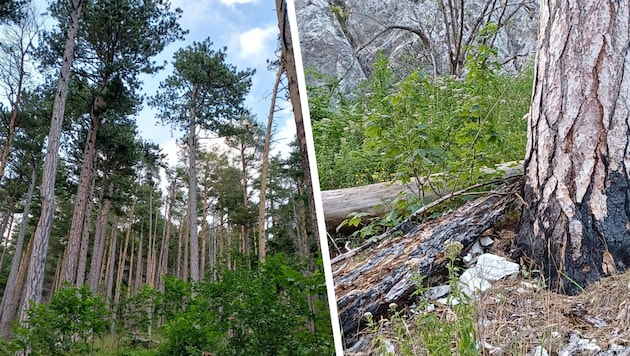Die Erholung der Vegetation wird mehrere Jahrzehnte dauern.