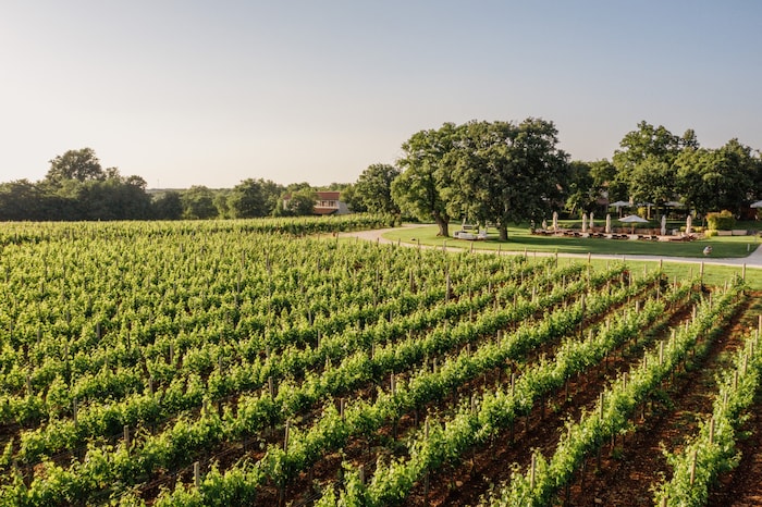 Weinberge und Olivenhaine gehören hier nicht nur zur Aussicht, sondern zum Konzept.