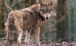 Im Gemeindegebiet von Fiss wurden vier junge Wölfe nachgewiesen. 