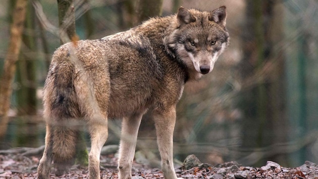 Knapp ein Drittel des festgestellten Wolfbestandes wurde heuer in Tirol bereits abgeschossen.