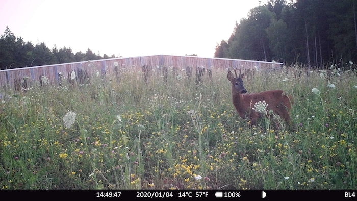 Ein Rehbock genießt entspannt die blühende Wiese auf der Grünbrücke.