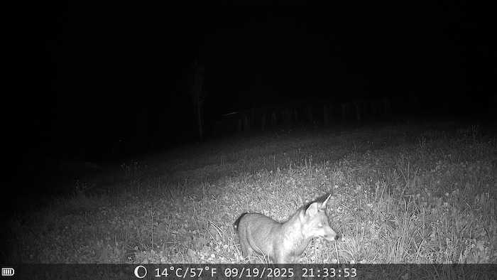 Auch Reinecke Fuchs schaut in Bad Blumau vorbei und tappte dabei in die Fotofalle.