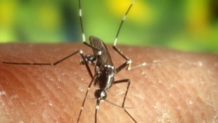 Das West-Nil-Virus wird von Stechmücken übertragen. In diesem Jahr haben bereits zwölf ...