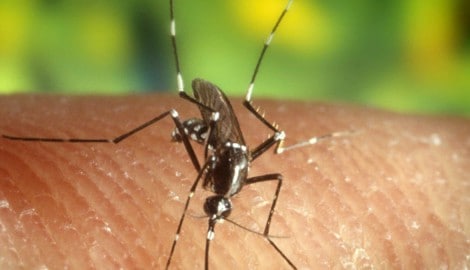 Das West-Nil-Virus wird von Stechmücken übertragen. In diesem Jahr haben bereits zwölf ...