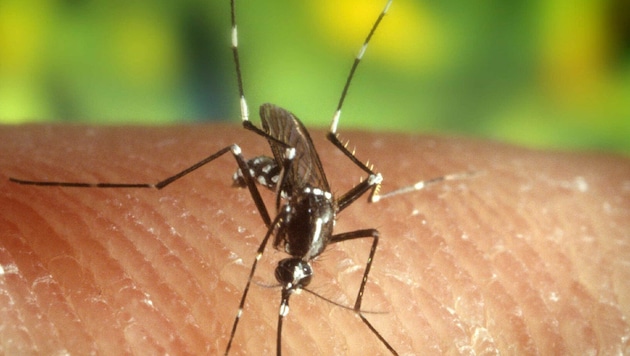 Das West-Nil-Virus wird von Stechmücken übertragen. In diesem Jahr haben bereits zwölf ...