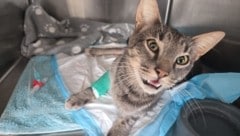 Kater „Schnurrli“ ist weiterhin eine waschechte Frohnatur auf vier Beinen.