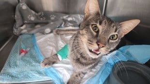 Kater „Schnurrli“ ist weiterhin eine waschechte Frohnatur auf vier Beinen.