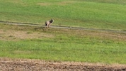 Dieser Wolf wurde in Reichenau mehrmals vergrämt und ist zum Abschuss freigegeben.