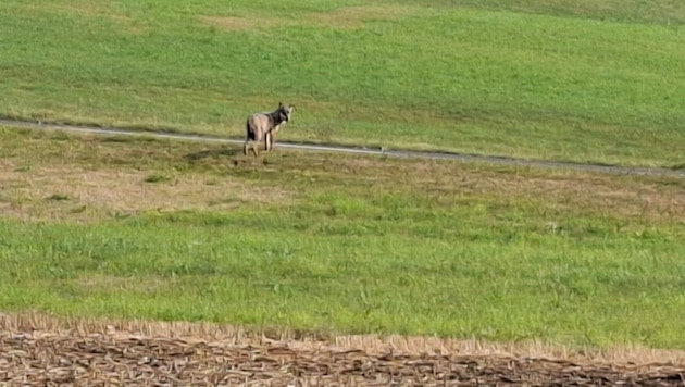 Dieser Wolf wurde in Reichenau mehrmals vergrämt und ist zum Abschuss freigegeben.