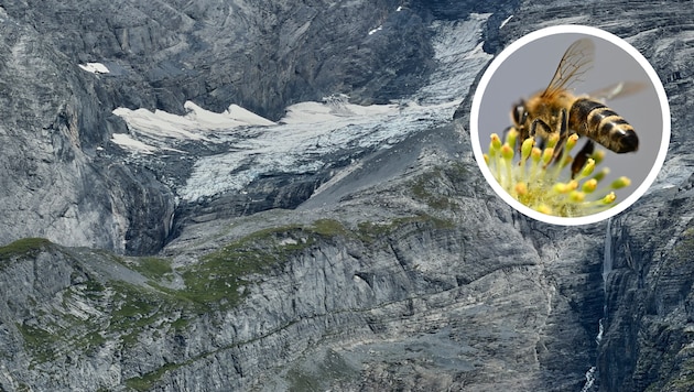 Gletscherschwund könnte Krankheiten bei Bienen verbreiten.
