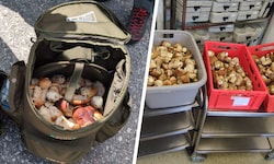 Zwei Italiener hatten 36 Kilogramm Pilze dabei. 50 Kilogramm wurden dem Altersheim in Steinach ...