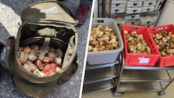 Zwei Italiener hatten 36 Kilogramm Pilze dabei. 50 Kilogramm wurden dem Altersheim in Steinach ...