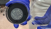 Legionellen-Analyse im Labor