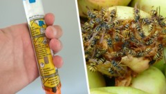 Halb verfaultes Obst ist für die Insekten ein Genuss (rechts). EpiPens mit Adrenalin (links) ...