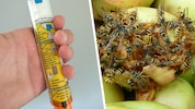 Halb verfaultes Obst ist für die Insekten ein Genuss (rechts). EpiPens mit Adrenalin (links) ...