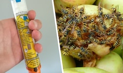 Halb verfaultes Obst ist für die Insekten ein Genuss (rechts). EpiPens mit Adrenalin (links) ...