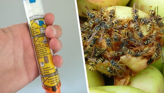 Half-rotten fruit is a treat for insects (right). EpiPens containing epinephrine (left) have ...