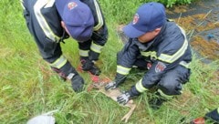 Auch die Berufsfeuerwehr birgt hier ein kleines Kitz.