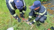 Auch die Berufsfeuerwehr birgt hier ein kleines Kitz.