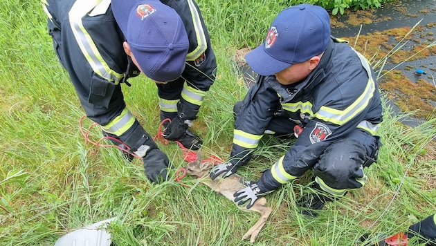 Auch die Berufsfeuerwehr birgt hier ein kleines Kitz.