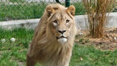 „Eisi“ war der König im Zoo. In wenigen Wochen bekommt er einen Nachfolger.