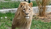 „Eisi“ war der König im Zoo. In wenigen Wochen bekommt er einen Nachfolger.