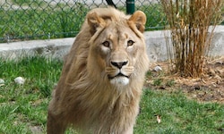 „Eisi“ war der König im Zoo. In wenigen Wochen bekommt er einen Nachfolger.