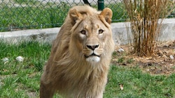 „Eisi“ war der König im Zoo. In wenigen Wochen bekommt er einen Nachfolger.