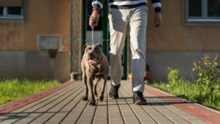 Mit seinem Pitbull und einem Messer konfrontierte ein Jugendlicher seinen Nachbarn. (Symbolbild)